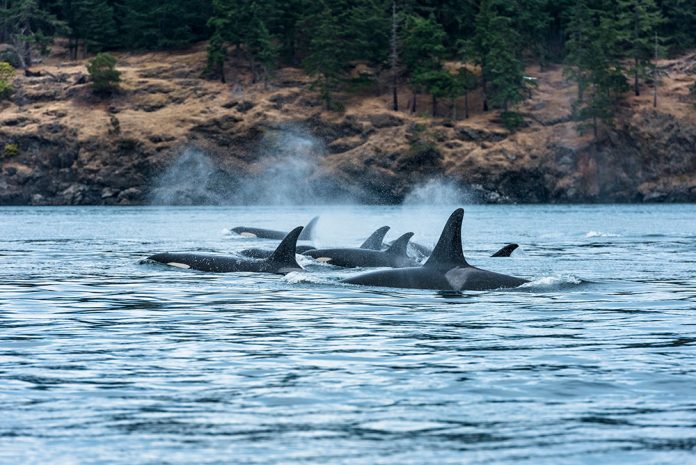 Orcas----Photo-credit-Destination-BC-Reuben-Krabbe