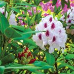 Cooking Ladies 47-5 Garden Party (10 of 18)