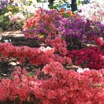 Cooking Ladies 47-5 Garden Party (11 of 18)
