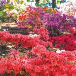 Cooking Ladies 47-5 Garden Party (12 of 18)