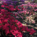 Cooking Ladies 47-5 Garden Party (13 of 18)