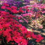 Cooking Ladies 47-5 Garden Party (14 of 18)