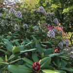 Cooking Ladies 47-5 Garden Party (15 of 18)