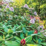 Cooking Ladies 47-5 Garden Party (16 of 18)