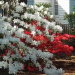 Cooking Ladies 47-5 Garden Party (7 of 18)