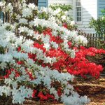 Cooking Ladies 47-5 Garden Party (8 of 18)