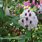 Cooking Ladies 47-5 Garden Party (9 of 18)