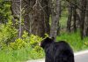 The back of a black bear seen on a road