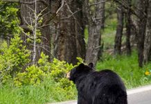 The back of a black bear seen on a road