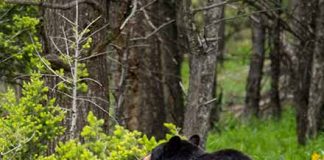 The back of a black bear seen on a road