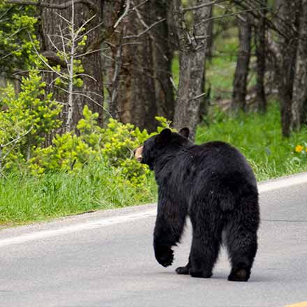 The back of a black bear seen on a road