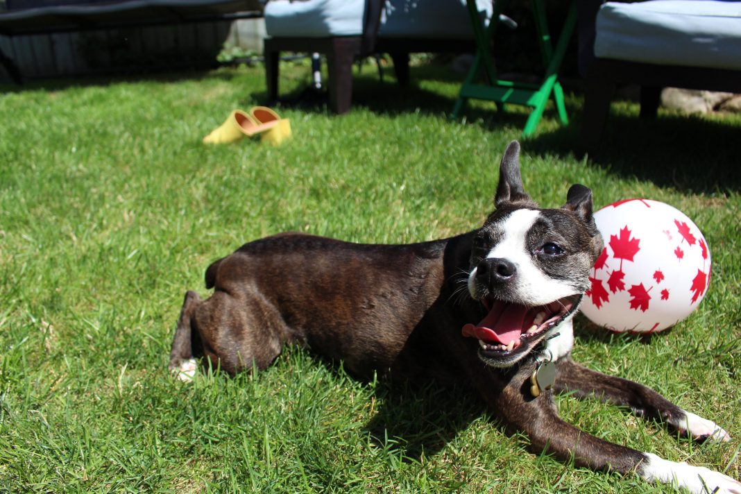 A boston terrier dog lays on some grass near a white ball with red maple leafs on it.