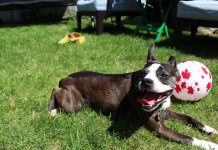 A boston terrier dog lays on some grass near a white ball with red maple leafs on it.