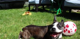 A boston terrier dog lays on some grass near a white ball with red maple leafs on it.