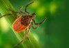 Lyme Disease