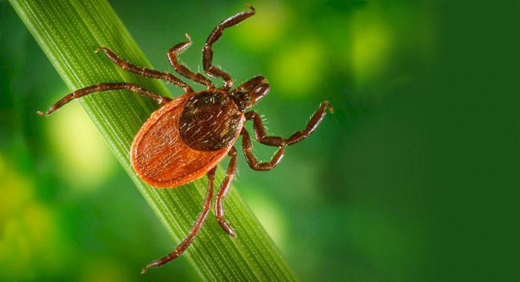 Lyme Disease