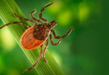 Lyme Disease