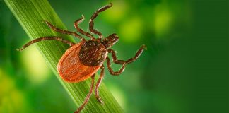 Lyme Disease