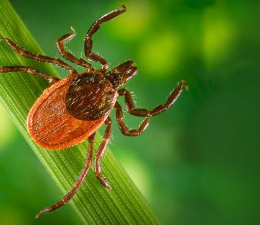 Lyme Disease