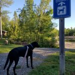 JasperPetBeachResize