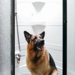 RexTrailerShower