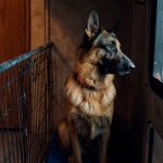 RexWindowTrailer