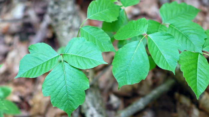 Poison Ivy