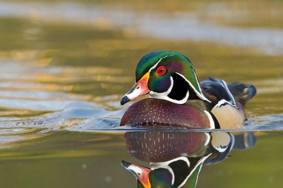 https://www.rvlifemag.com/wp-content/uploads/2021/09/Wood-duck.jpg