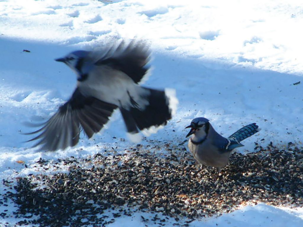 Bird Watching: Blue Jay