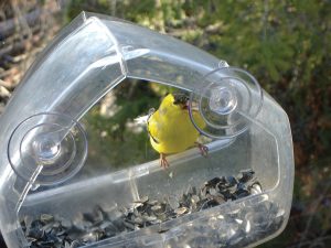 Bird Watching: Summer plumage