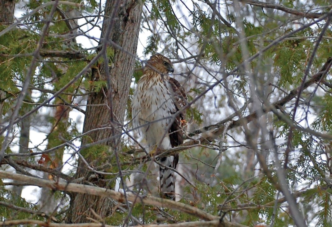 Bird Watching: Hawk