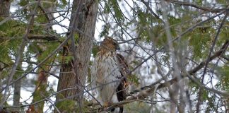 Bird Watching: Hawk
