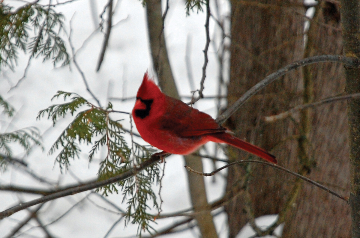 Bird Watching: Cardinal
