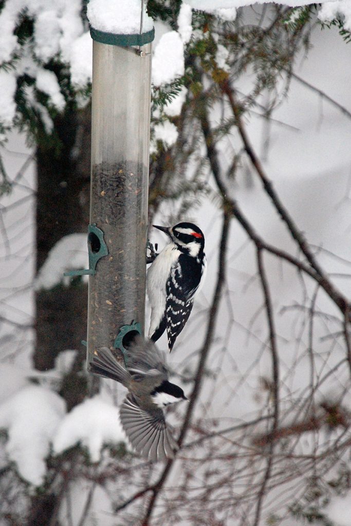 Bird Watching: Wood pecker