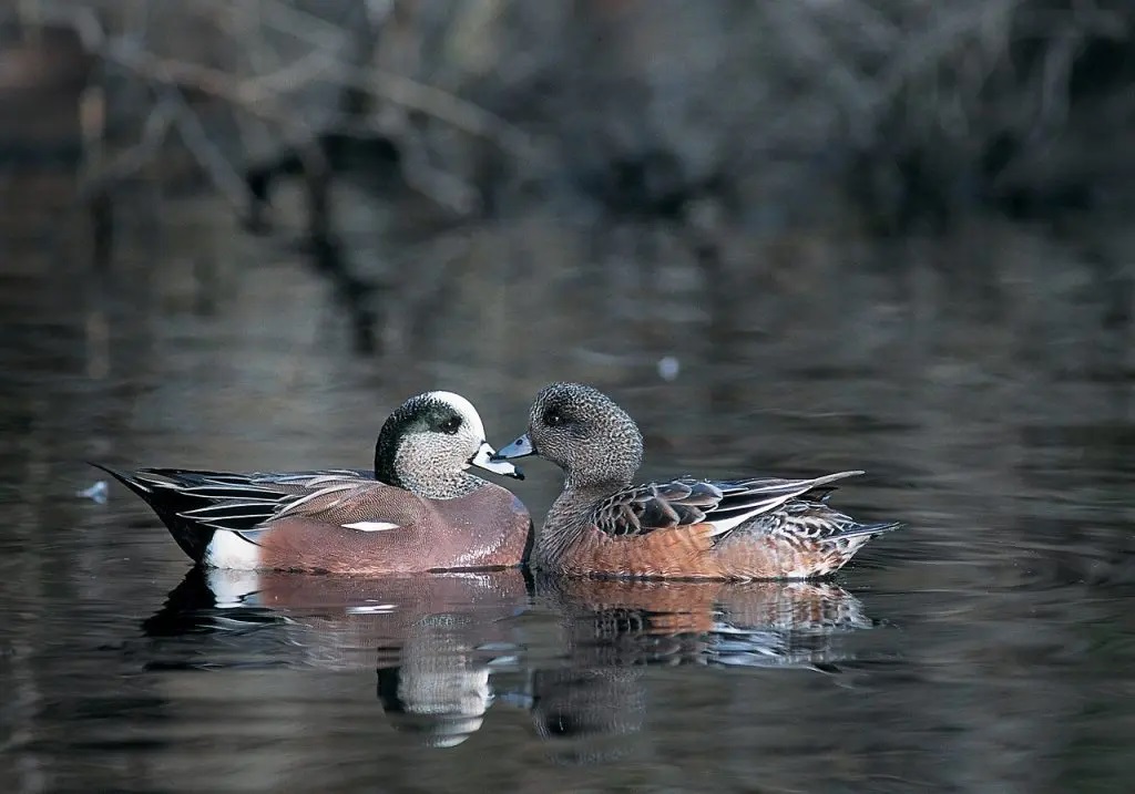American wigeon pair - courting. (Pacific Flyway) ©DUC