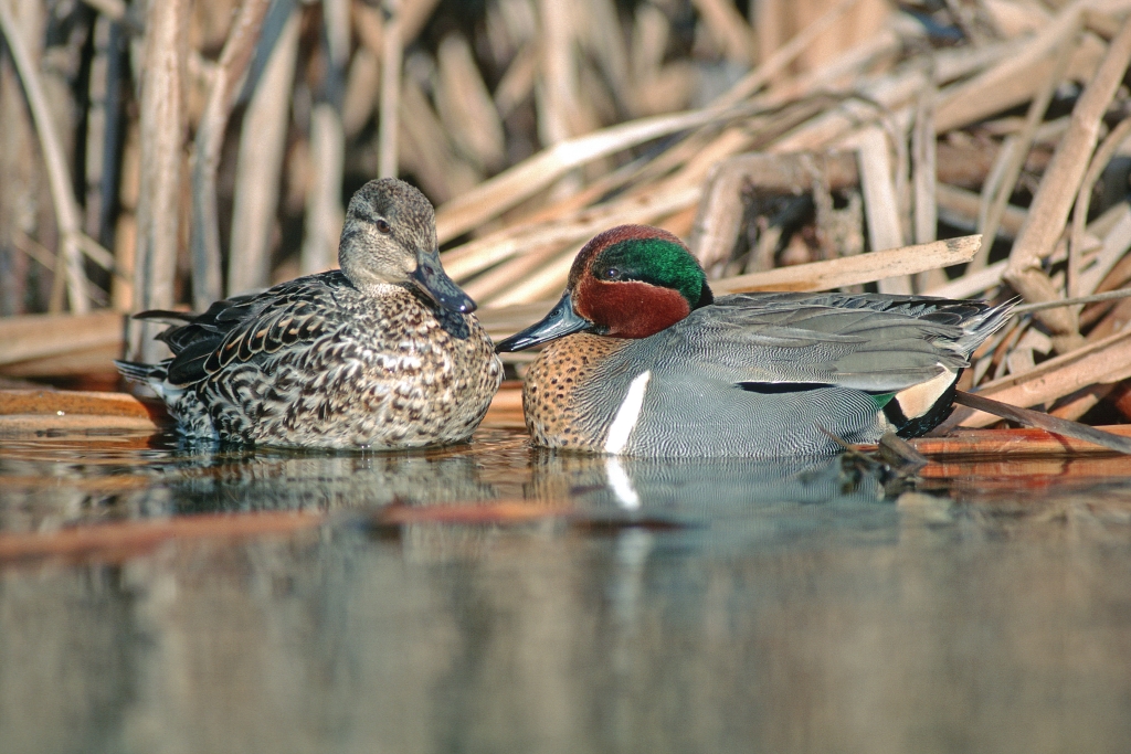 Green winged teal ducks - pair courting. (Central Flyway) ©DUC