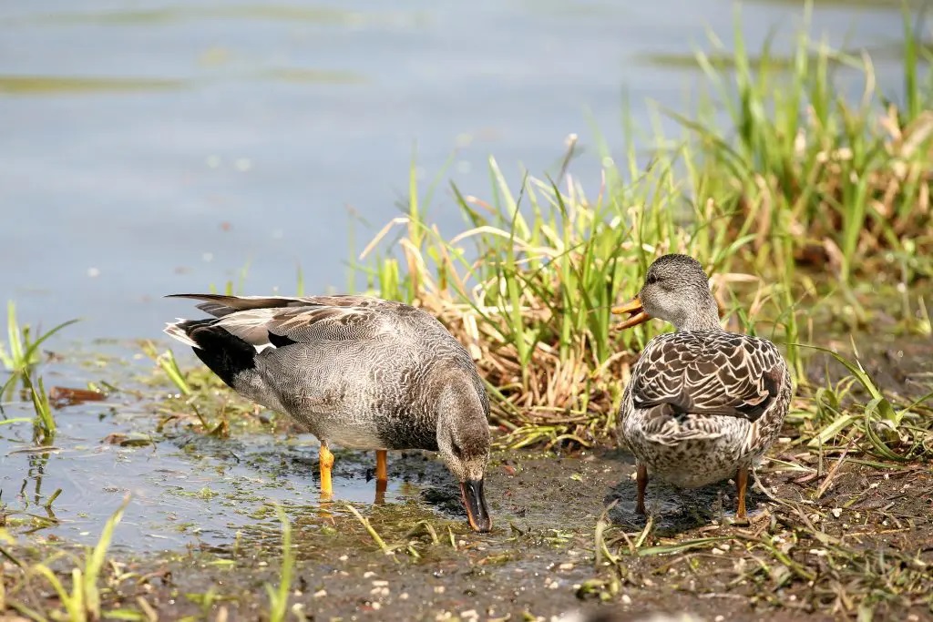 Gadwall ducks - pair foraging. (Mississippi Flyway) ©DUC