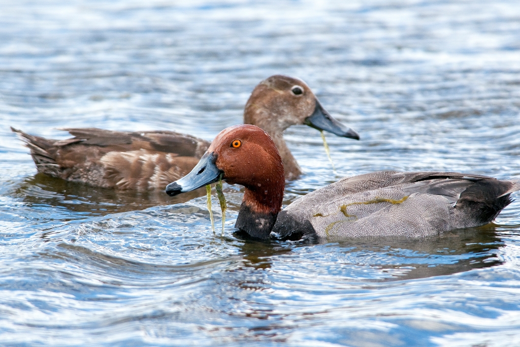 Redhead ducks - pair swimming. (Atlantic Flyway) ©DUC