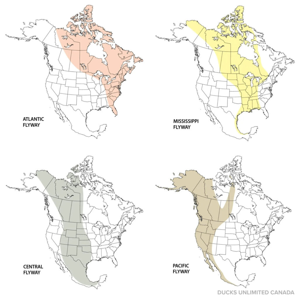 Migration flyways - North America ©DUC