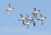 Seven pintail drakes vie for a hen.