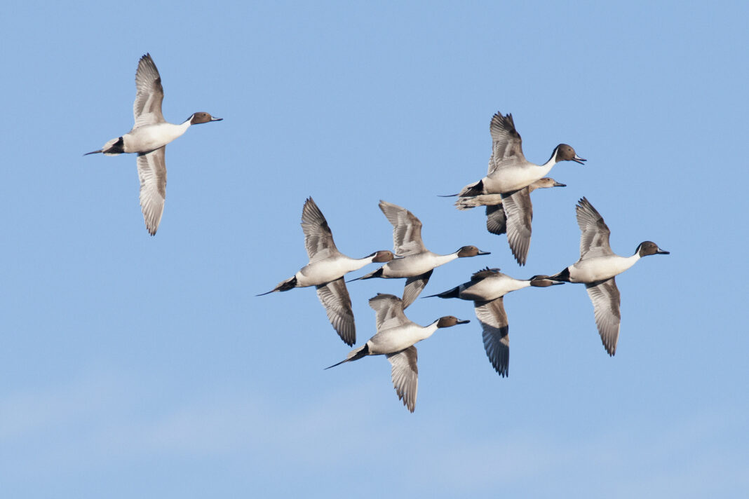 Seven pintail drakes vie for a hen.