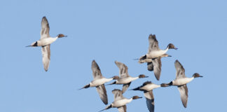 Seven pintail drakes vie for a hen.