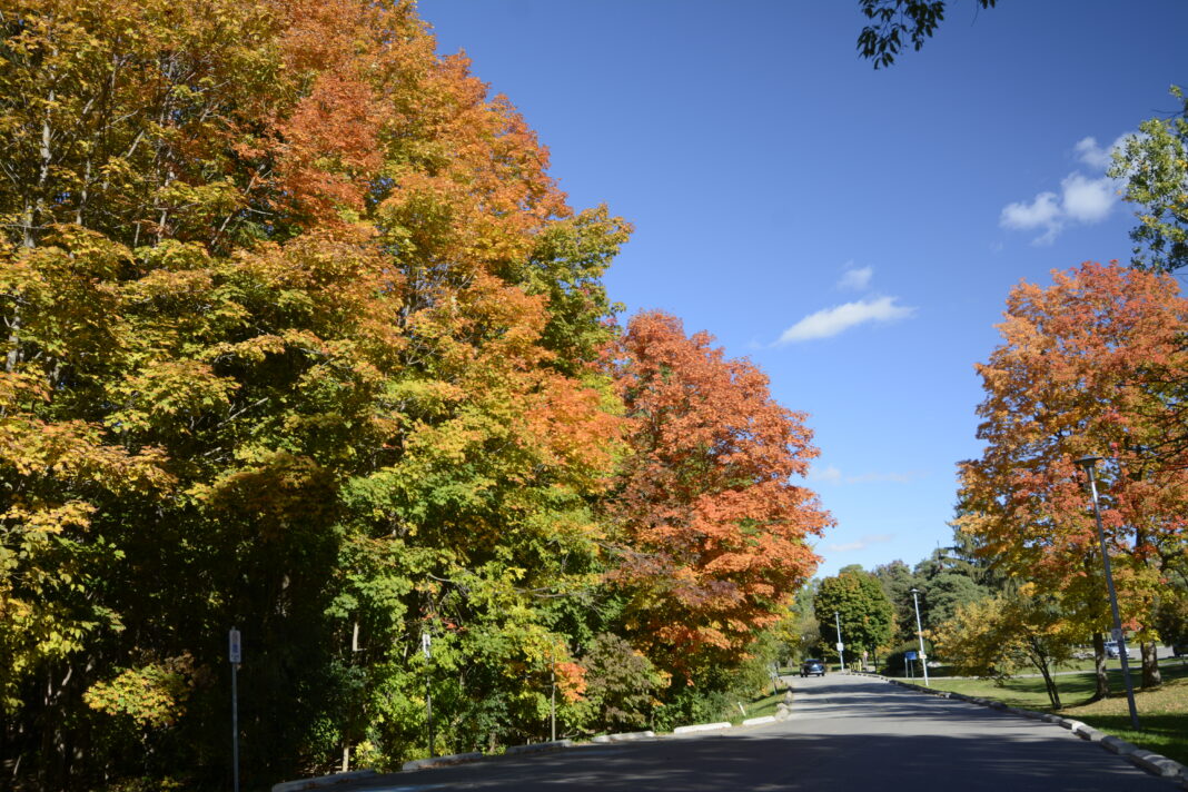 An autumn scene from Toronto, Canada