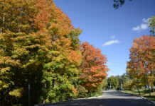 An autumn scene from Toronto, Canada