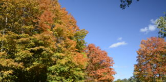 An autumn scene from Toronto, Canada