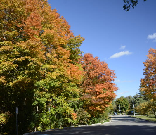 An autumn scene from Toronto, Canada