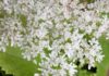 giant hogweed