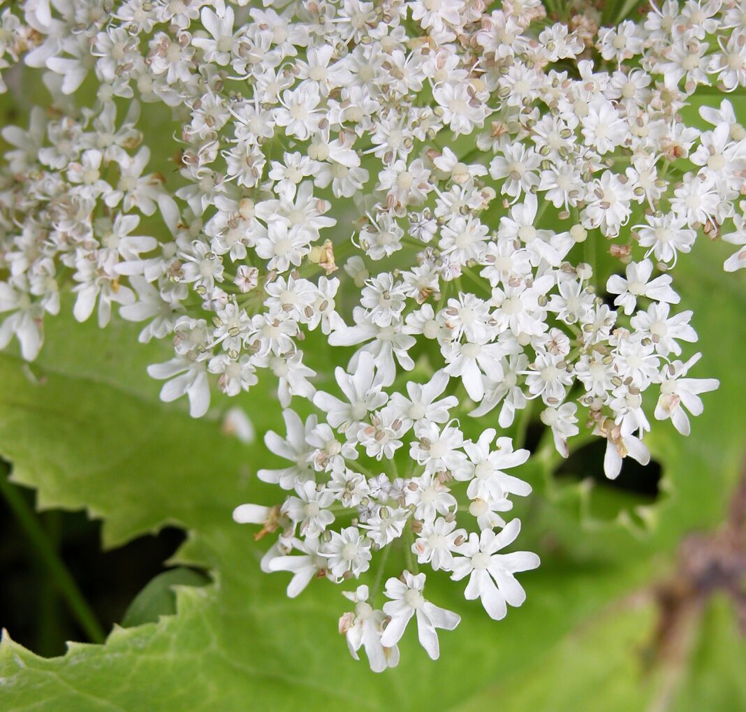 giant hogweed