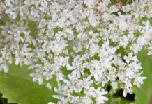 giant hogweed