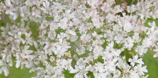 giant hogweed